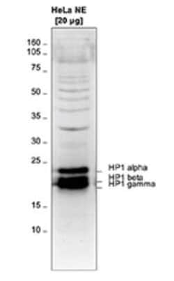 HP1 Alpha, Beta, and Gamma Rabbit anti-Human, Polyclonal, Novus Biologicals